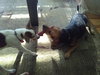 Rooto
