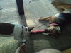 Rooto