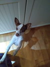 Rooto
