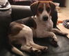 Elvis