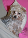 Pepper
