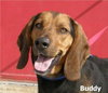 Buddy