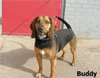 Buddy