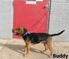 Buddy