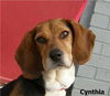 Cynthia