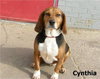 Cynthia