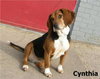Cynthia
