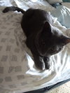 Bob The Cat
