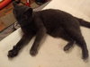 Bob The Cat