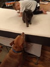 Bob The Cat