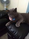 Bob The Cat