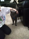 Bob The Cat