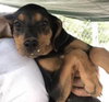 Marlo Puppy