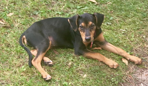 Marlo Puppy