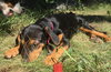 Marlo Puppy