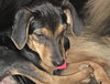 Marlo Puppy
