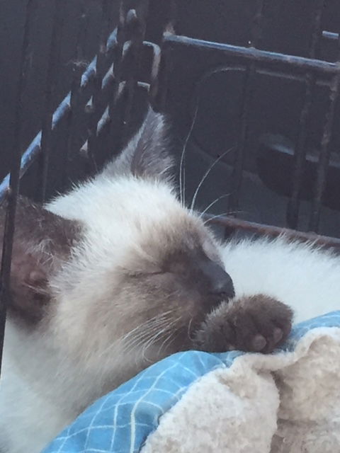 Kat