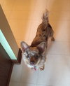 Rocket