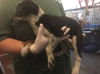 Camilla Puppy