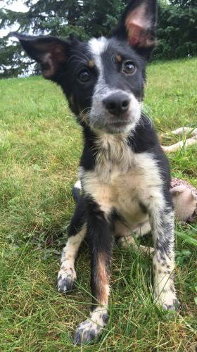 Camilla Puppy