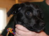 Arabella Puppy