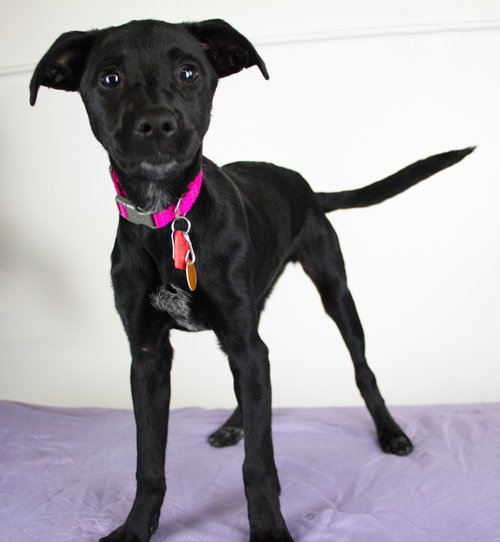 Arabella Puppy