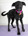 Arabella Puppy