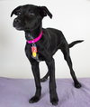 Arabella Puppy