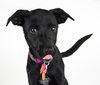 Arabella Puppy
