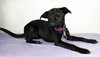 Arabella Puppy
