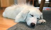 Chenoa Puppy