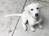 Chenoa Puppy