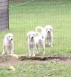 Chenoa Puppy