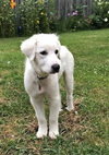 Chenoa Puppy