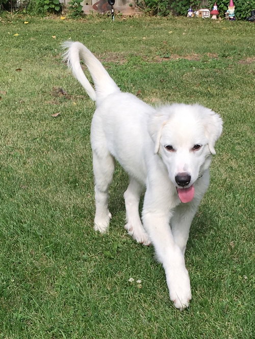 Chenoa Puppy