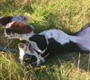 Roxxy