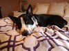 Roxxy