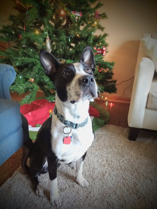 Roxxy