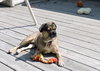 LuluBelle
