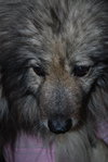 Luca