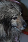 Luca