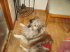 Luca