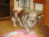 Luca