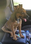 Sarina Puppy