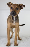 Sarina Puppy