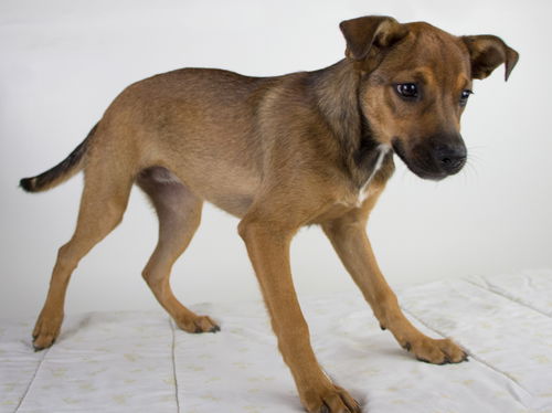 Sarina Puppy