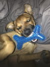 Sarina Puppy