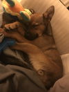 Sarina Puppy