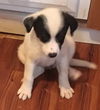 Kendra Puppy