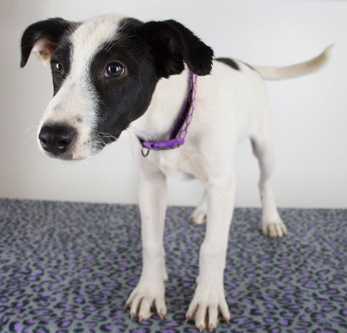 Kendra Puppy